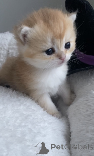 Photo №4. I will sell british shorthair in the city of Prague. from nursery, breeder - price - 826$