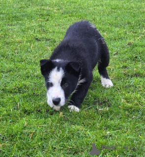 Photo №1. non-pedigree dogs - for sale in the city of Brasschaat | negotiated | Announcement № 170517