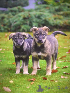 Photo №4. I will sell non-pedigree dogs in the city of Moskova. private announcement - price - Is free