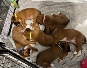 Photo №1. non-pedigree dogs - for sale in the city of Vienna | 235$ | Announcement № 137195