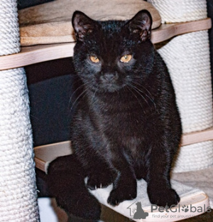 Additional photos: british shorthair cat