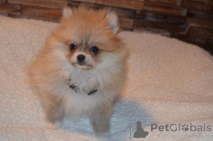 Photo №1. pomeranian - for sale in the city of Hervanta | negotiated | Announcement № 167409