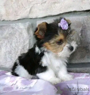 Photo №2 to announcement № 126826 for the sale of yorkshire terrier - buy in France breeder