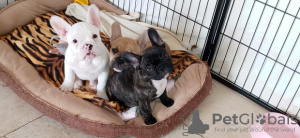 Photo №2 to announcement № 117889 for the sale of french bulldog - buy in Germany private announcement