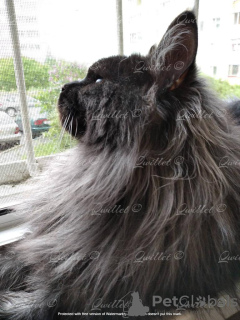 Additional photos: Maine Coon mating