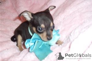 Additional photos: Adorable Chihuahua Puppies for free adoption