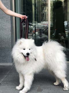 Photo №2 to announcement № 143130 for the sale of samoyed dog - buy in Georgia private announcement