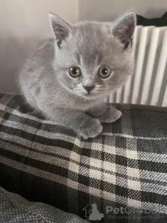 Photo №1. british shorthair - for sale in the city of Wiesbaden | 370$ | Announcement № 119428