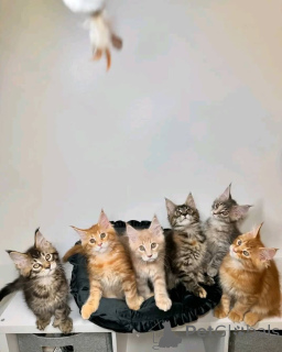 Photo №1. maine coon - for sale in the city of Helsinki | 1032$ | Announcement № 161543