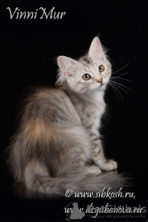 Photo №1. siberian cat - for sale in the city of St. Petersburg | negotiated | Announcement № 68533