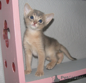 Photo №1. abyssinian cat - for sale in the city of Kobrin | 500$ | Announcement № 18058