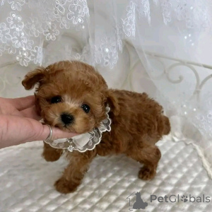 Photo №2 to announcement № 138640 for the sale of  - buy in United States breeder