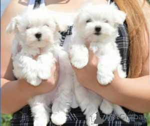 Photo №1. bichon frise - for sale in the city of Cologne | 774$ | Announcement № 161276