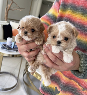 Photo №2 to announcement № 138678 for the sale of poodle (toy) - buy in Australia private announcement