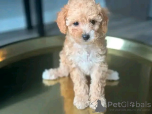 Photo №2 to announcement № 121732 for the sale of poodle (toy) - buy in Poland breeder