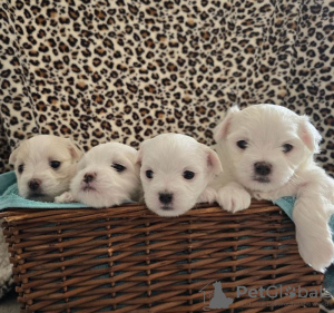 Photo №1. maltese dog - for sale in the city of Queenscliff | 600$ | Announcement № 100079