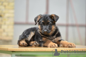 Additional photos: German shepherd dog