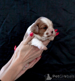 Photo №4. I will sell cavalier king charles spaniel in the city of Engels. breeder - price - 2025$