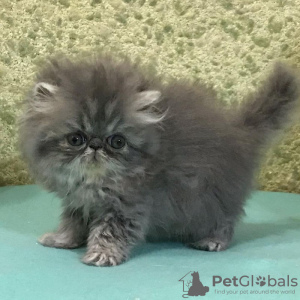 Photo №1. persian cat - for sale in the city of Chora | 370$ | Announcement № 65083