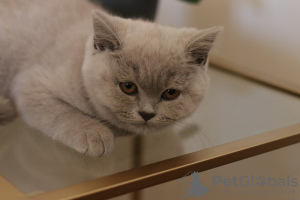 Photo №1. british shorthair - for sale in the city of Varna | 1796$ | Announcement № 80921