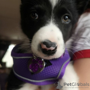 Photo №1. border collie - for sale in the city of Riga | 423$ | Announcement № 83381
