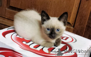 Photo №1. siamese cat - for sale in the city of Reykjavík | 300$ | Announcement № 57212