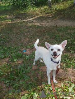 Additional photos: Calm and very beautiful dog, 1 year old