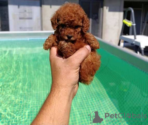 Additional photos: Toy Poodle, puppies available