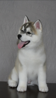 Photo №1. siberian husky - for sale in the city of Kazan | 341$ | Announcement № 5978