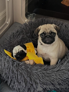 Photo №1. pug - for sale in the city of Billund | negotiated | Announcement № 168251