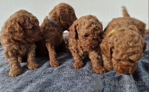 Photo №1. poodle (toy) - for sale in the city of Stockholm | negotiated | Announcement № 96326