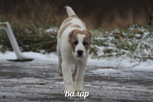 Photo №4. I will sell central asian shepherd dog in the city of St. Petersburg. from nursery - price - 469$