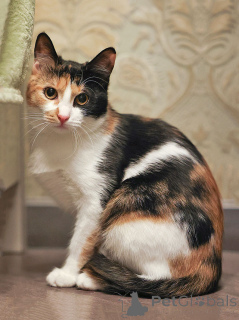 Photo №1.  - for sale in the city of Moskova | Is free | Announcement № 159020