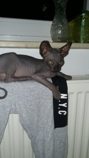 Photo №2 to announcement № 731 for the sale of sphynx-katze - buy in Germany breeder