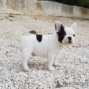 Photo №1. french bulldog - for sale in the city of Aurich | negotiated | Announcement № 169601