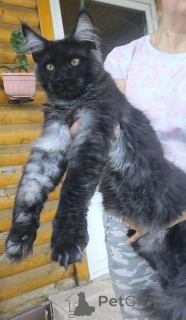 Photo №2 to announcement № 125769 for the sale of maine coon - buy in Finland breeder