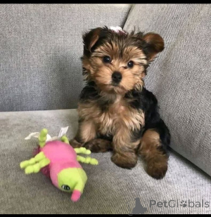 Photo №3. Lovely Male and female Yorkie puppies for sale. Sweden