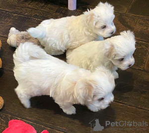 Photo №1. maltese dog - for sale in the city of Amsterdamscheveld | 208$ | Announcement № 19661