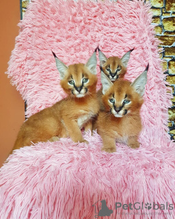 Additional photos: caracal and caracat kittens available