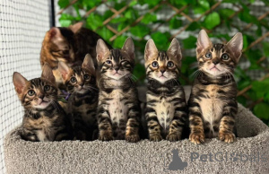 Photo №1. bengal cat - for sale in the city of Klagenfurt | 706$ | Announcement № 153403