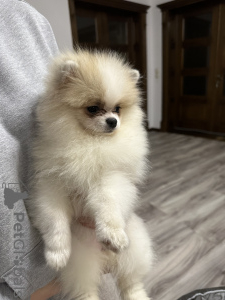 Photo №1. pomeranian - for sale in the city of Kassel | negotiated | Announcement № 37241