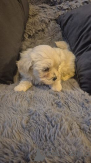 Photo №1. bichon frise - for sale in the city of Zasenhaim | 599$ | Announcement № 175107