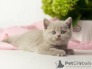 Photo №1. british shorthair - for sale in the city of Garmisch-Partenkirchen | negotiated | Announcement № 125401