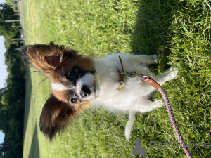 Additional photos: Papillon puppy. Girl. Pedigree. FCI