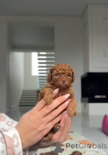 Photo №1. poodle (toy) - for sale in the city of Florida | negotiated | Announcement № 159003