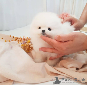 Photo №1. pomeranian - for sale in the city of Reykjavík | negotiated | Announcement № 105961