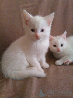 Photo №1. turkish angora - for sale in the city of Offenbach | 329$ | Announcement № 151878