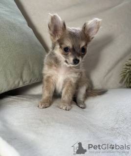 Photo №2 to announcement № 98467 for the sale of chihuahua - buy in Germany private announcement, from nursery, from the shelter, breeder