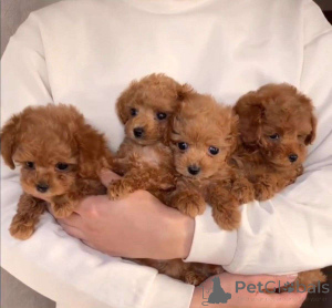 Photo №1. non-pedigree dogs - for sale in the city of Berlin | Is free | Announcement № 147154