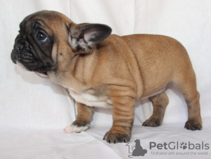 Photo №1. french bulldog - for sale in the city of Москва | negotiated | Announcement № 9908